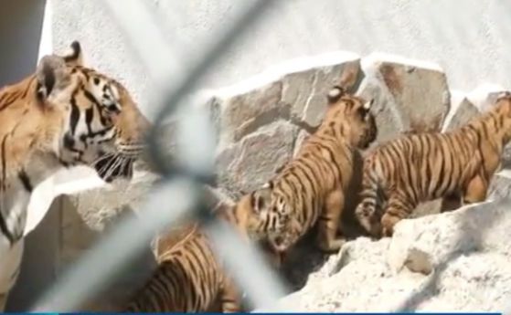 Четири тигърчета се родиха в пазарджишкия зоопарк