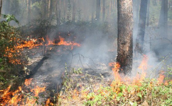 Пожар изпепели десетки декари гори край Враца
