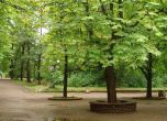 Пазят със специални марки дърветата в Борисовата от незаконна сеч