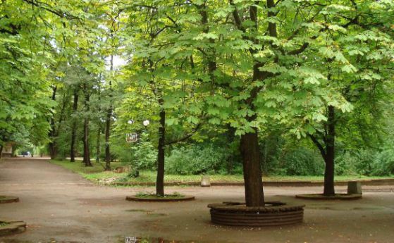 Пазят със специални марки дърветата в Борисовата от незаконна сеч