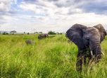 Слоновете в Африка изчезват