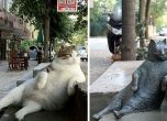 Поставиха статуя на известната котка Томбили в Истанбул