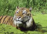 Пловдивчани гласуваха да си вземат тигър в градския зоопарк