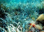 Учени призовават за спасяване на морската трева