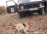 Отрова умори животни в Западните Родопи