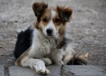 Над 200 кучета повече осиновени от приюти в София, намаляват изоставените палета
