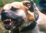 Полицията разби арена за кучешки боеве, прибра над 30 питбула