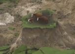 Крави закъсаха след земетресението в Нова Зеландия (видео)
