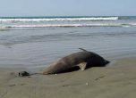 Завършиха аутопсиите на мъртви делфини в търсене на човешка намеса (снимка)