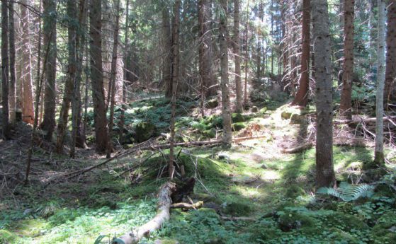 Изсъхналата гора в Родопите е 670 хил. куб/м.
