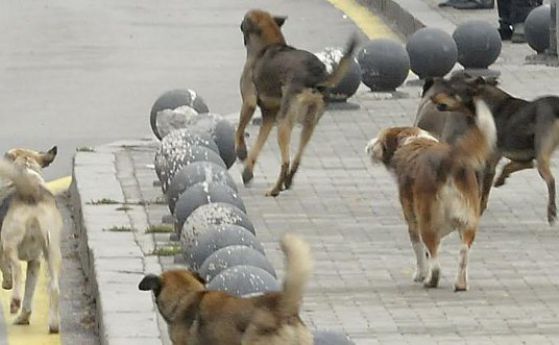 Бездомни кучета нападнаха млада жена в Хасково