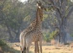 Жирафите измират