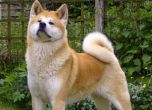Путин отказа куче Акита от Япония