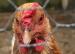 Откриха заразени с птичи грип животни във Видин, Враца и село Маноле