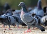 Не хранете гълъбите в Пловдивско, върлува птичи грип