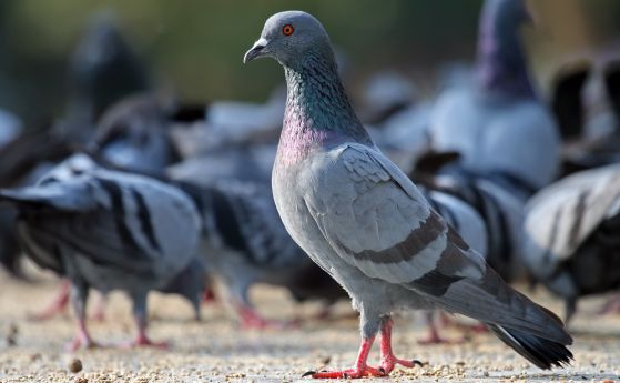 Не хранете гълъбите в Пловдивско, върлува птичи грип