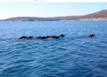 Стадо диви прасета бе заснето да плува във водите около Созопол (видео)