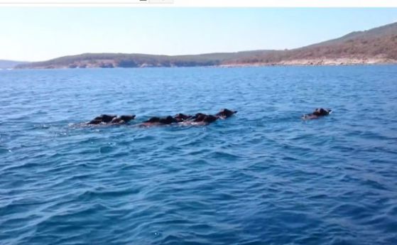 Стадо диви прасета бе заснето да плува във водите около Созопол (видео)