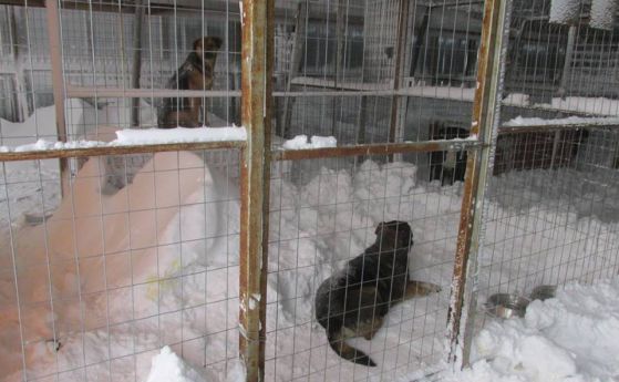 Снежна гробница в приюта за кучета в Каменар (снимки)