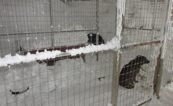Доброволци се погрижиха за затрупаните от снега кучета в приюта в Каменар
