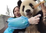 Панда показа отлични умения за позиране пред камера