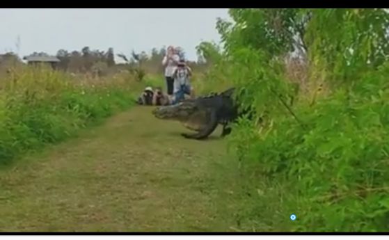 Във Флорида заснеха жив "динозавър" (видео)