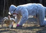 Правителството отпуска 9,7 млн. заради птичия грип, от три дни няма нов случай