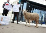 Овца гласува пред парламента (галерия)