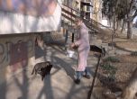 Община глоби пенсионерка със 100 лева, защото храни кучета и котки