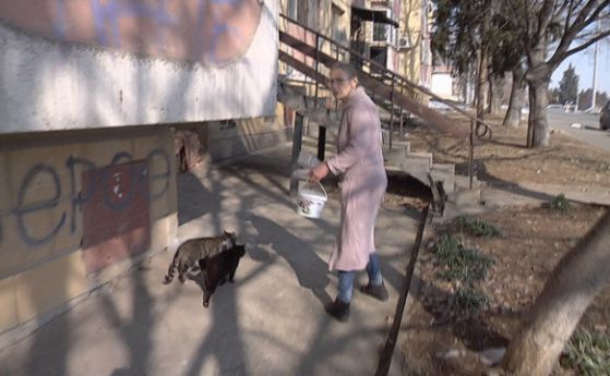 Община глоби пенсионерка със 100 лева, защото храни кучета и котки