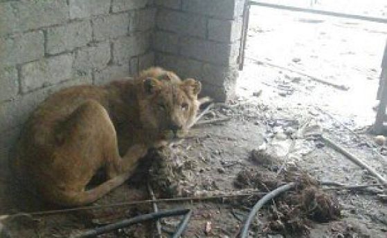 Умиращи от глад животни в Ирак разплакаха целия свят