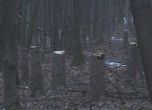 Незаконна сеч в Западния парк, каруци изнасят дървесината