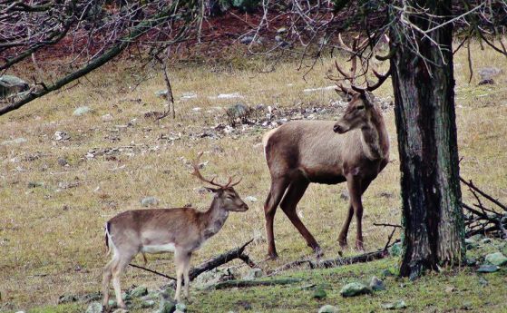 Благородни елени намериха нов дом в Източните Родопи
