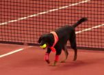 Какво е общото между кучетата и тениса?