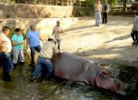 Пребиха до смърт хипопотам в зоопарк в Салвадор