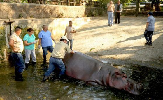 Пребиха до смърт хипопотам в зоопарк в Салвадор
