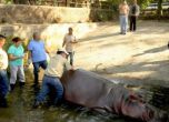 Хипопотамът в Салвадор може да е починал не от бой, а заради липса на грижи