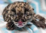 Първият леопард, роден чрез изкуствено осеменяване, отвори очи в Нашвил