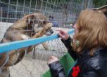 Бездомните кучета в София намалели, осиновяванията се увеличават