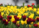 Цветята за 8 март - от Холандия, Турция и дори Еквадор