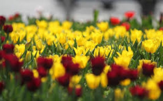 Цветята за 8 март - от Холандия, Турция и дори Еквадор