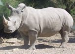 Бракониери убиха носорог във френския зоопарк, отрязаха му рога с резачка
