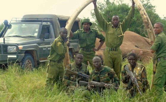 Бракониери убиха един от последните слонове с дълги бивни в Кения