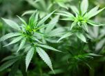 Канада планира легализация на марихуаната от 2018-та