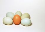 Как да боядисаме яйца с екопродукти