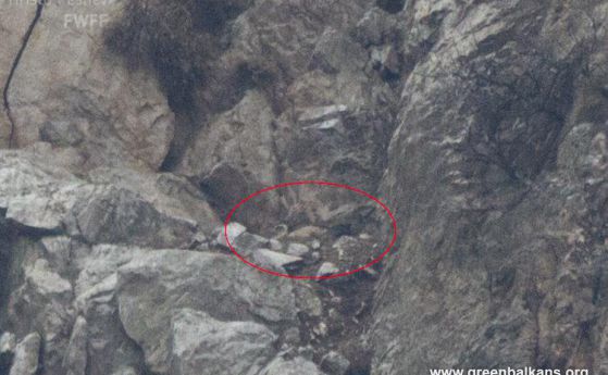 Алпинисти спасяват днес малко лешоядче и яйце край Кресна
