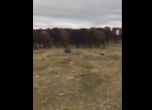 Бобър прибра 150 крави в обора (видео)