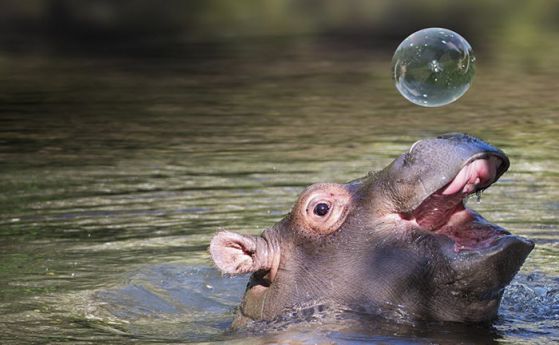 Когато бебе хипопотам ти се усмихне (галерия)