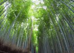 Магията на бамбуковите гори Арашияма (снимки)