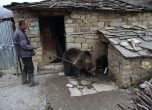 Нов обитател в Парка за танцуващи мечки пристигна от Албания (галерия)